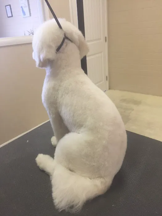 Le Doggie Pet Grooming Picture 2