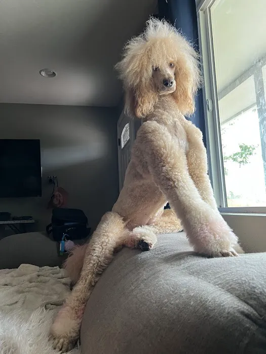 Le Doggie Pet Grooming Picture 5