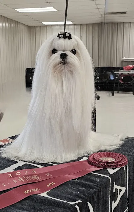 Bella Dolce Maltese Picture 1