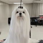 Bella Dolce Maltese