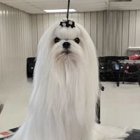 Bella Dolce Maltese ico