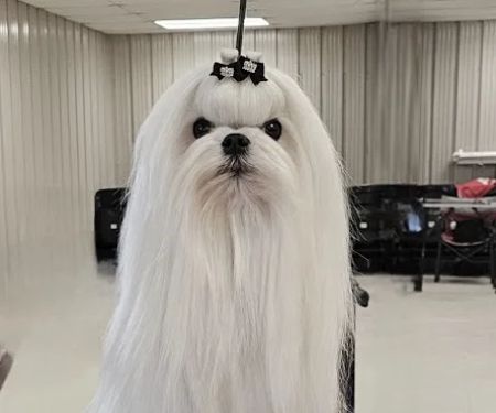 Bella Dolce Maltese
