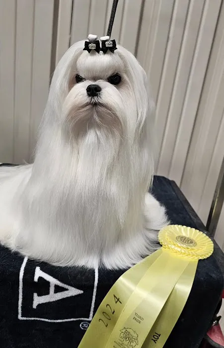 Bella Dolce Maltese Picture 2