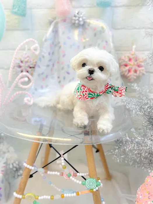 Bella Dolce Maltese Picture 3