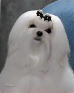Bella Dolce Maltese Picture 5