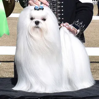 Bella Dolce Maltese Picture 6