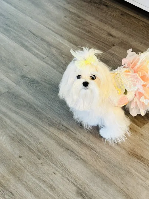 Bella Dolce Maltese Picture 9