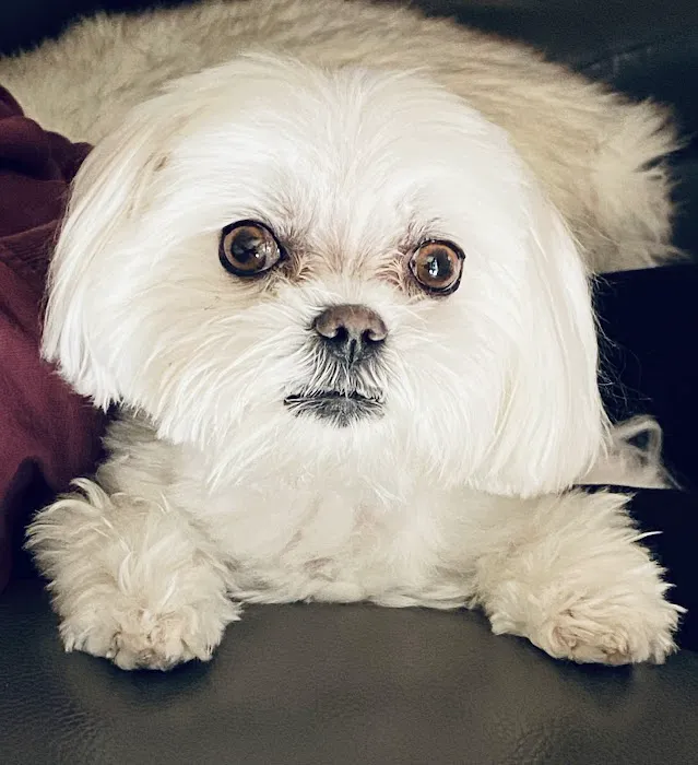 Bella Dolce Maltese Picture 8