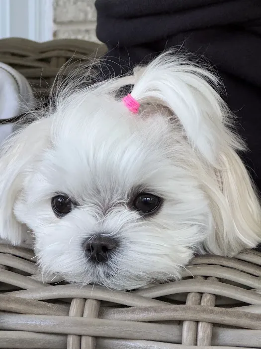 Bella Dolce Maltese Picture 7