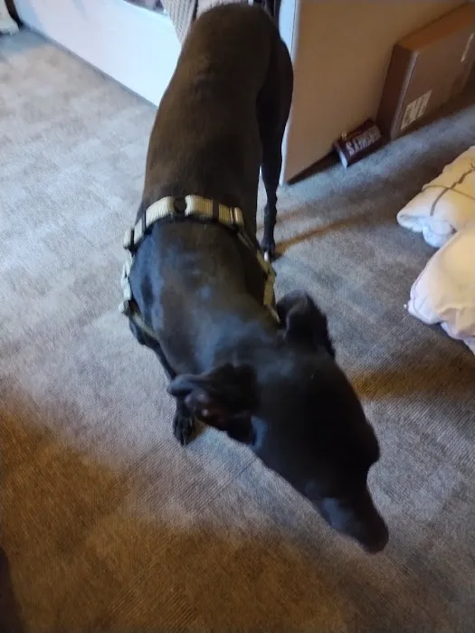 Greyhound Pets of Arizona Picture 1