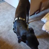Greyhound Pets of Arizona ico