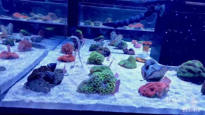 Kona Reef Az - Phoenix Picture 2