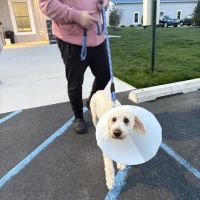 Forrest Avenue Animal Hospital ico