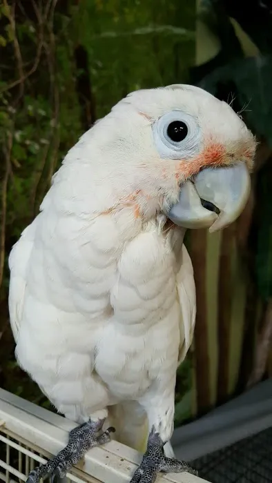 AZ Exotic Bird Rescue, Inc. Picture 7