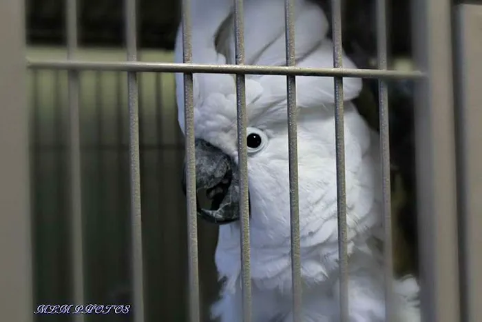 AZ Exotic Bird Rescue, Inc. Picture 5