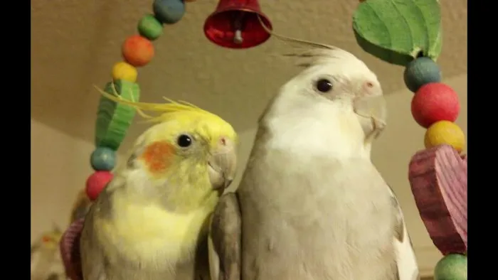 AZ Exotic Bird Rescue, Inc. Picture 8