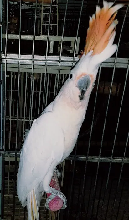AZ Exotic Bird Rescue, Inc. Picture 10