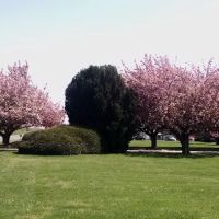 Eastern Shore Animal Hospital ico