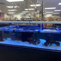 Discount Aquarium Fish and Reef ico