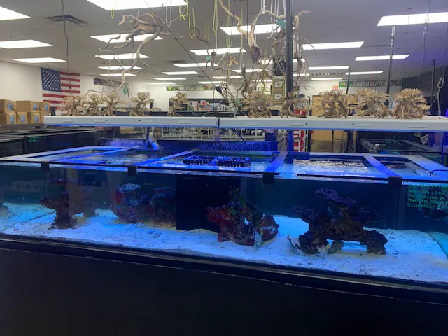 Discount Aquarium Fish and Reef Picture 4