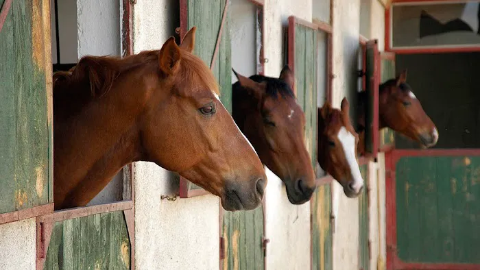 Edelson Equine Associates Picture 3