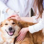 Healing Paws Animal Hospital