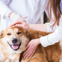 Healing Paws Animal Hospital ico