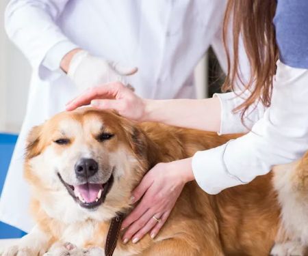 Healing Paws Animal Hospital