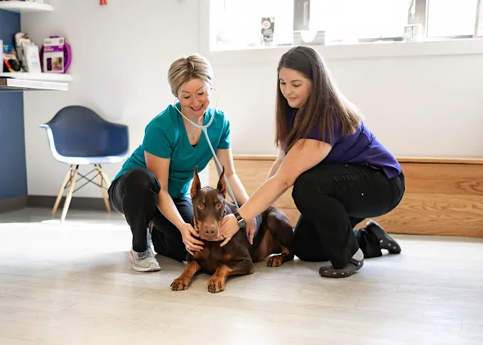 Healing Paws Animal Hospital Picture 2