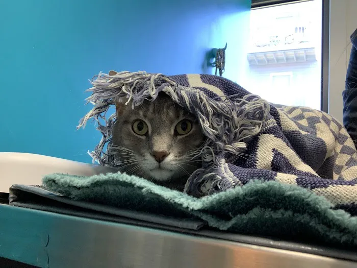 Healing Paws Animal Hospital Picture 5