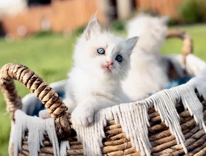 Kristie’s Purrfect Ragdoll’s Picture 1