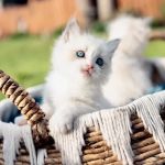 Kristie’s Purrfect Ragdoll’s