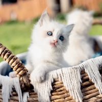 Kristie’s Purrfect Ragdoll’s ico