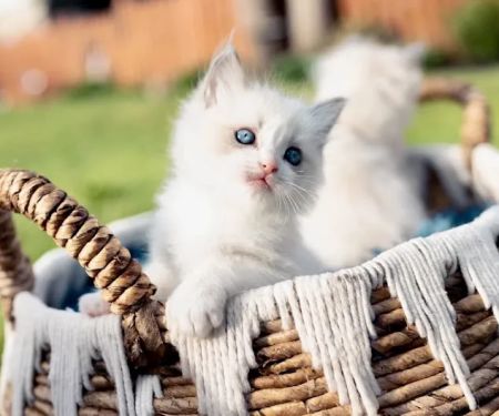 Kristie’s Purrfect Ragdoll’s