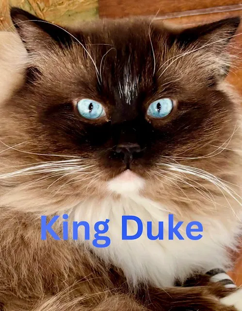 Kristie’s Purrfect Ragdoll’s Picture 2