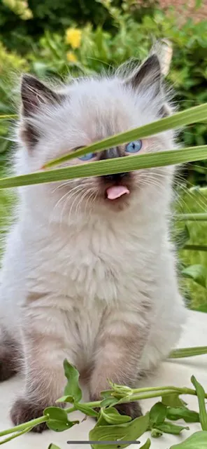 Kristie’s Purrfect Ragdoll’s Picture 4