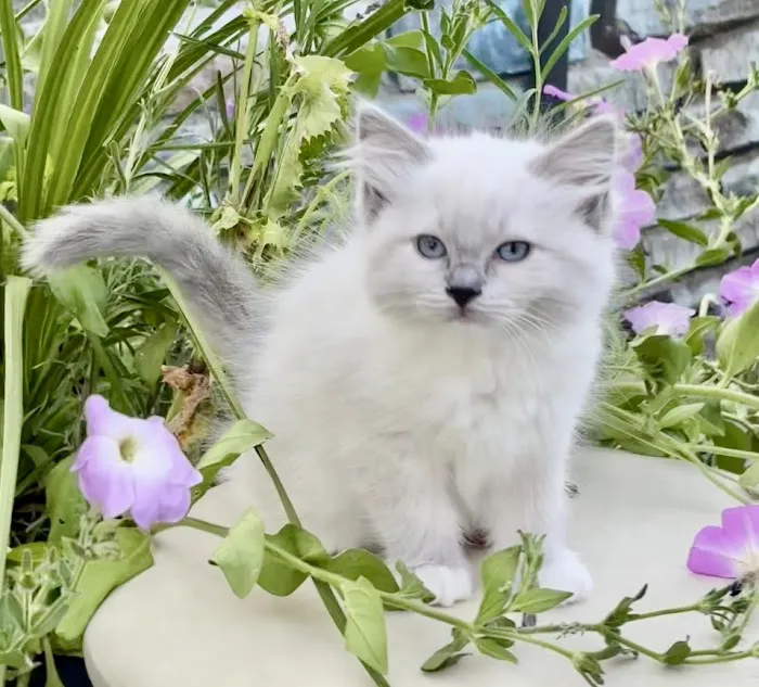 Kristie’s Purrfect Ragdoll’s Picture 3