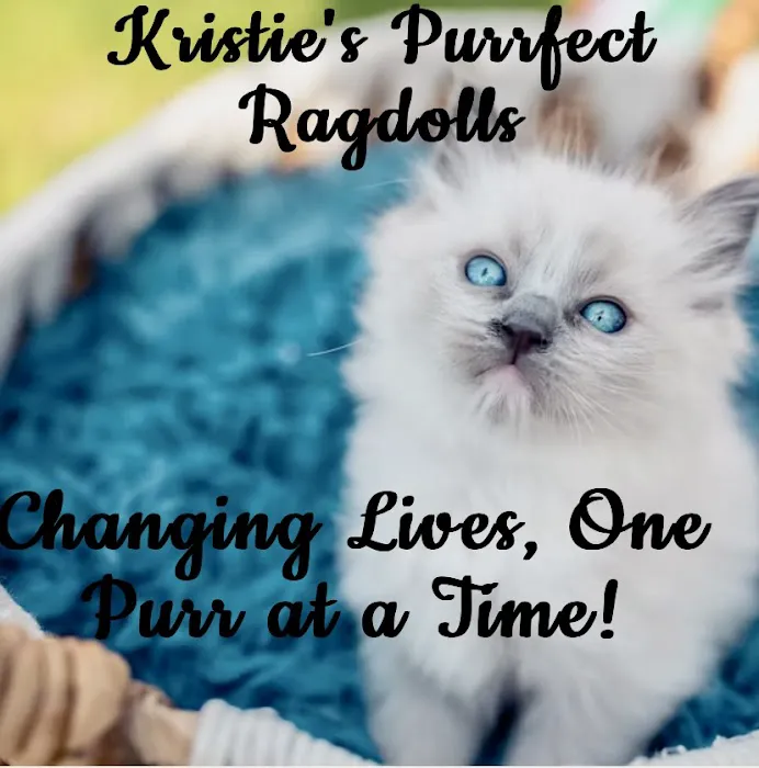 Kristie’s Purrfect Ragdoll’s Picture 6