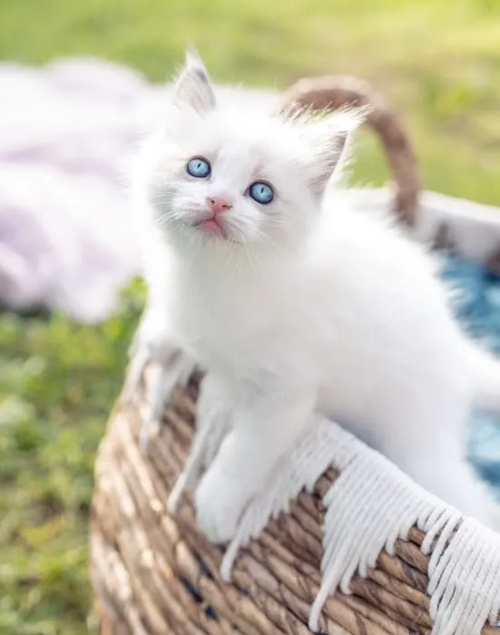 Kristie’s Purrfect Ragdoll’s Picture 7