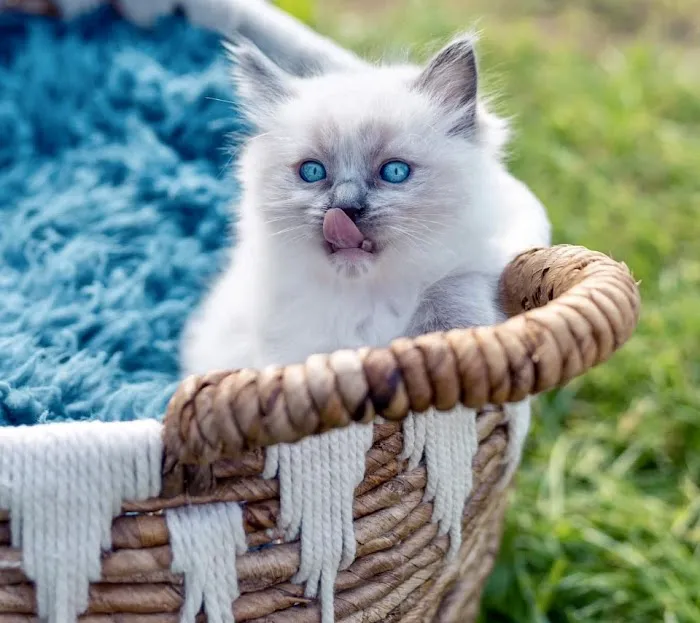 Kristie’s Purrfect Ragdoll’s Picture 8