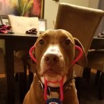Hempfield Animal Hospital