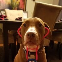 Hempfield Animal Hospital ico