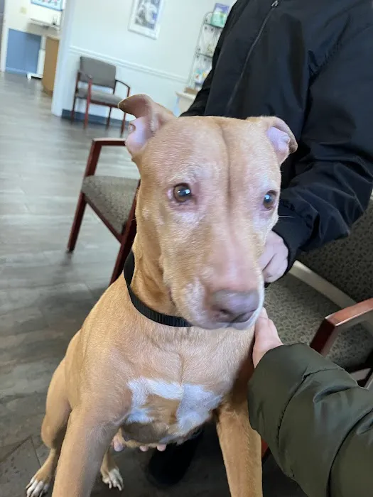 Hempfield Animal Hospital Picture 4
