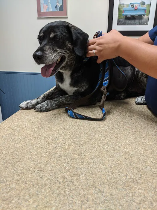 Hempfield Animal Hospital Picture 5