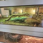 Arizona Reptile Center