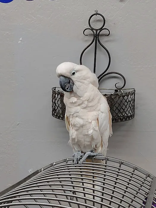 Arizona Bird Store Picture 5