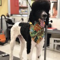 Petco ico