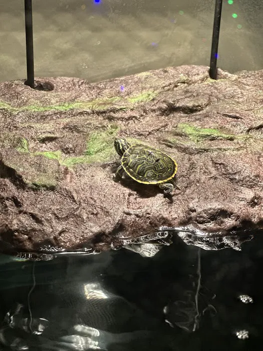 Moonshine Reptiles Arizona LLC Picture 7