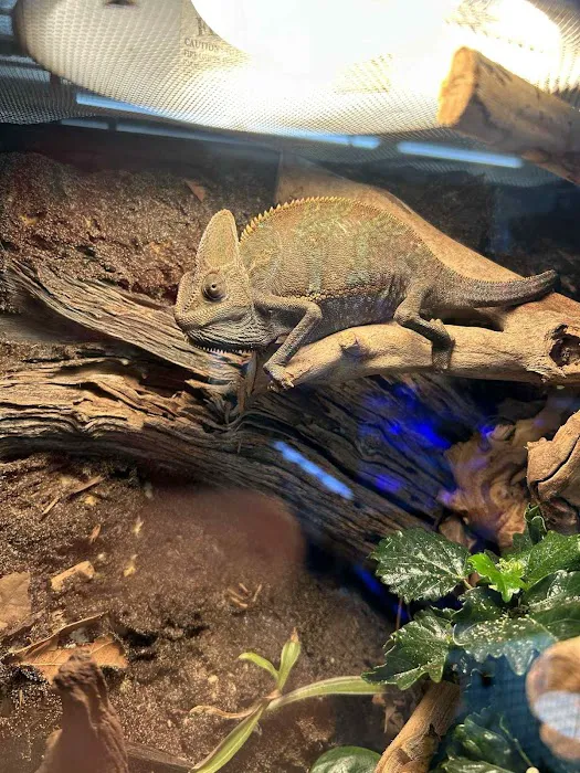 Moonshine Reptiles Arizona LLC Picture 9
