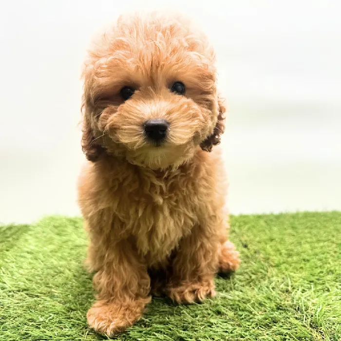 Puppyland Tolleson Picture 2